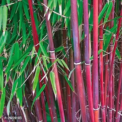 Bamboo plant seeds for home garden (200 seeds)-thumb0