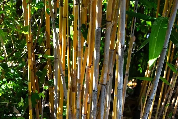 Yellow bamboo plant seeds (500 seeds)-thumb4