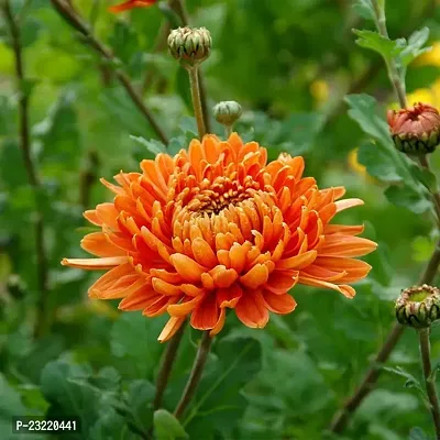 Chrysanthemum flower seeds, Flower seeds for chrysanthemum, Seeds for chrysanthemum flower ( 40 seeds )