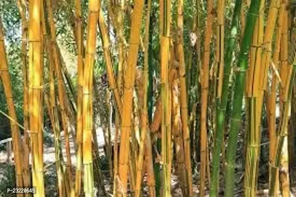 Bamboo plant seeds outdoor (450 seeds)-thumb5
