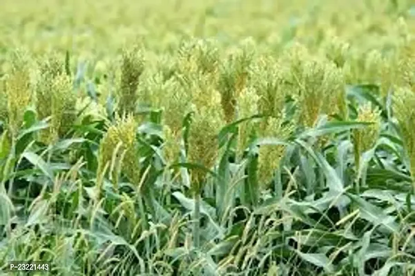 Sorghum sweet sudan grass seeds,grass seeds of sorgum sweet sudan (6000 seeds)-thumb2