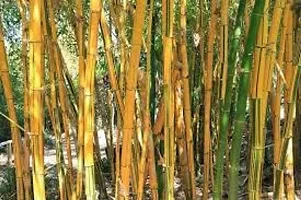 Yellow bamboo plant seeds (450 seeds)-thumb3