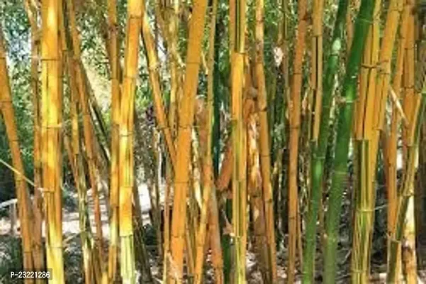 Yellow bamboo plant seeds (450 seeds)-thumb4
