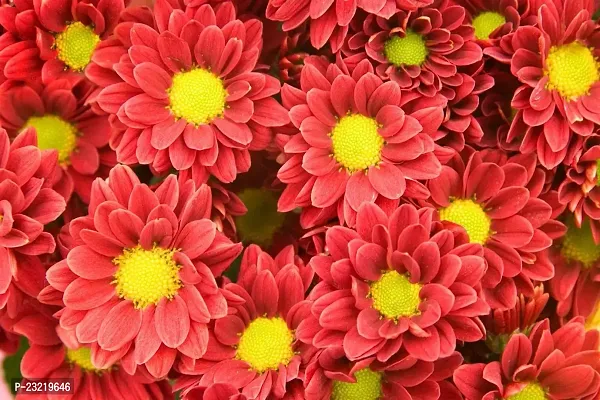 Chrysanthemum flower seeds, Flower seeds for chrysanthemum, Seeds for chrysanthemum flower ( 100 seeds )-thumb3