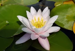 Lotus seeds for planting in pond, Pond planting seeds for lotus flower, 100% germination pond lotus plant seeds ( 10 seeds)-thumb2