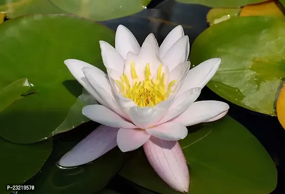 Lotus seeds for planting in pond, Pond planting seeds for lotus flower, 100% germination pond lotus plant seeds ( 10 seeds)-thumb3