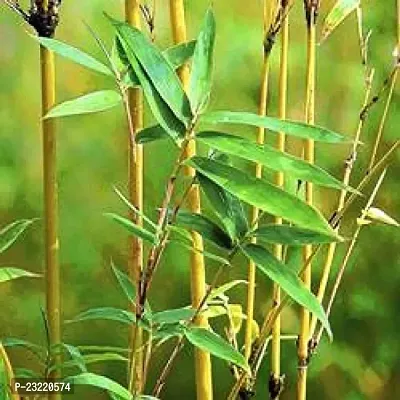 Yellow bamboo plant seeds (250 seeds)
