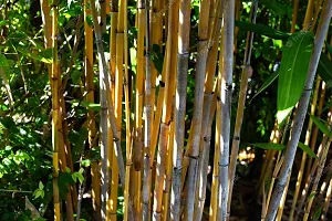Yellow bamboo plant seeds (450 seeds)-thumb2