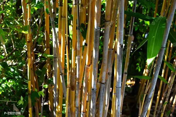 Yellow bamboo plant seeds (450 seeds)-thumb3