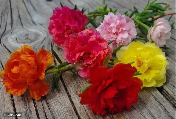 Portulaca double flower plant live multicolour (9 Cuttings Different Colour)-thumb0