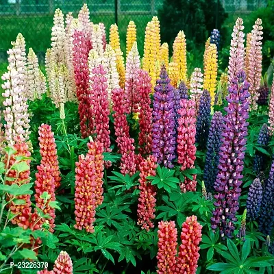 Lupin flower seeds,high germination (55 seeds)