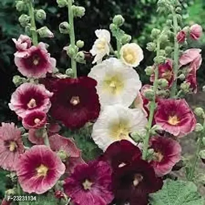 Hollyhock double flower seedshigh germination (24 seeds)