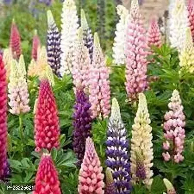 Lupin flower seeds,high germination (25 seeds)-thumb0