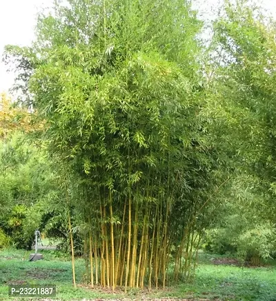 Bamboo plant seeds for home garden (450 seeds)-thumb2