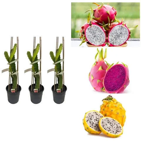 Best Selling Plant & Planters 