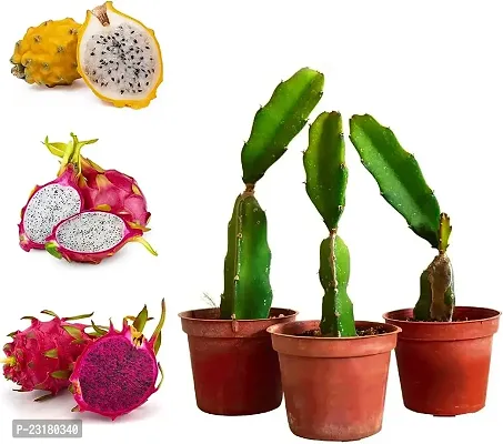 Dragon fruit live plant pack of 2