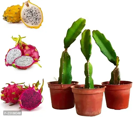 Dragon fruit live plant pack of 2-thumb0