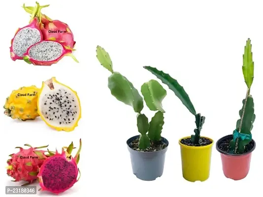 Dragon fruit live plant combo pack of 2-thumb0