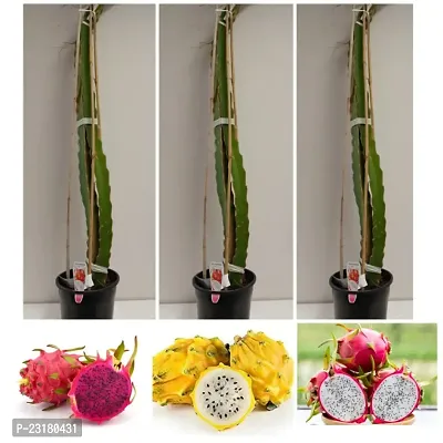Dragon fruit live plant grafted pack of 1