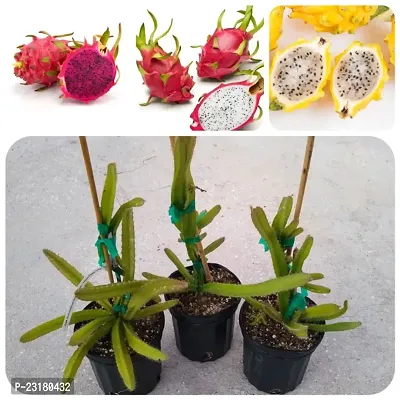 Dragon fruit live plant red pack of 1