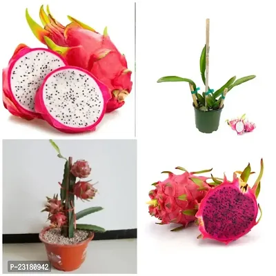 Dragon fruit plants pink pack of 1