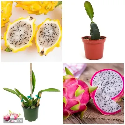 Dragon fruit plants cutting pack of 2