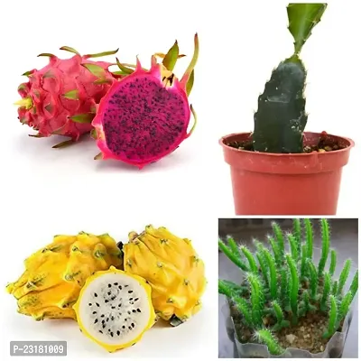 Dragon fruit plants pink pack of 2-thumb0