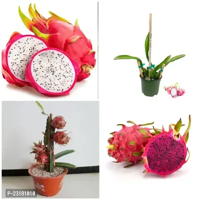Dragon fruit plants royal red pack of 2-thumb0