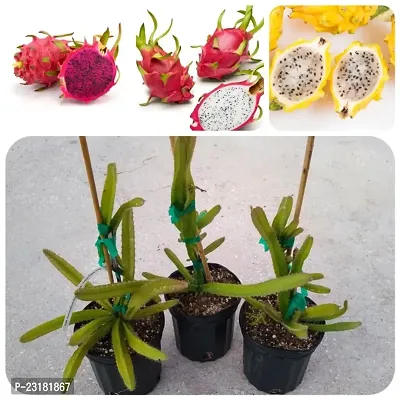Dragon fruit plants pack of 3-thumb0