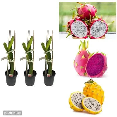 Dragon fruit plants cutting pack of 3