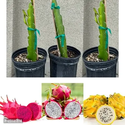 Dragon fruit plants pink pack of 3-thumb0