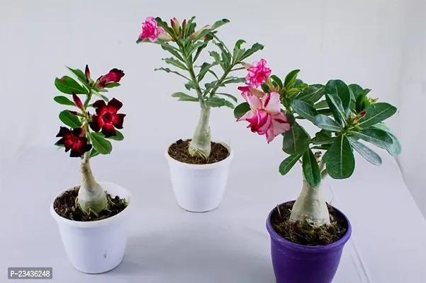 Adenium live plants double petal pack of 1