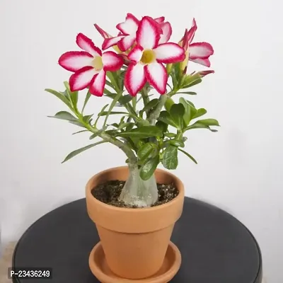 Adenium plant pack of 1-thumb0