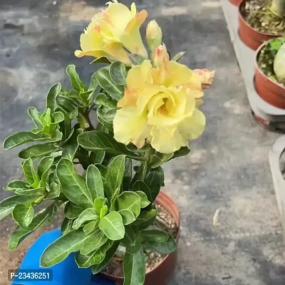 Adenium plants pack of 1-thumb0