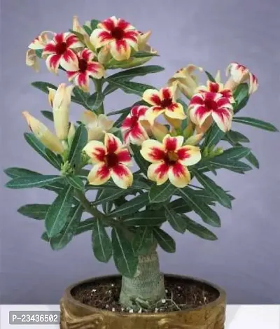 Multi grafted adenium plant pack of 1-thumb0