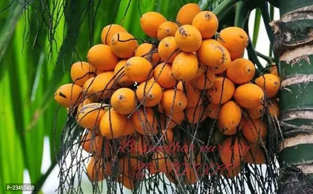 Hybrid betel nut plant sumangala pack of 2-thumb0