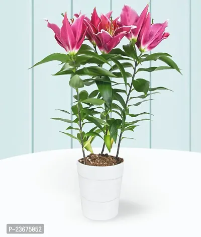 Lilium bulbs pack of 5