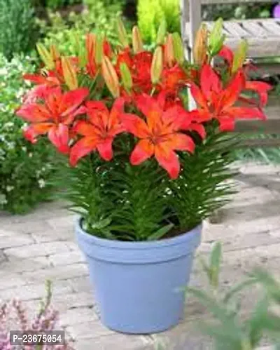 Lilium bulbs for home garden pack of 5