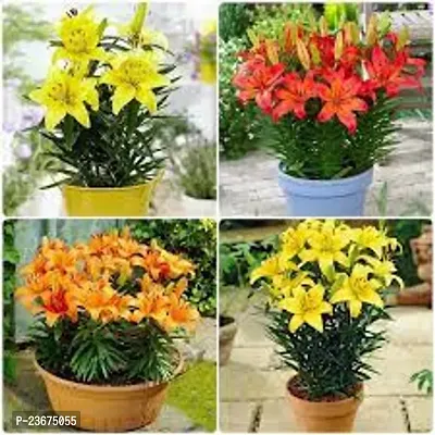 Lilium bulbs double pack of 5