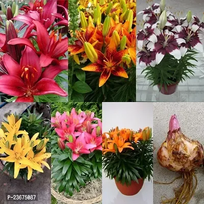 Lilium flower bulbs pack of 6