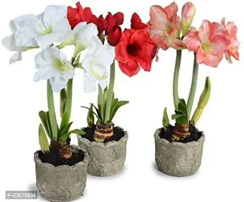 Lilium bulbs double pack of 6