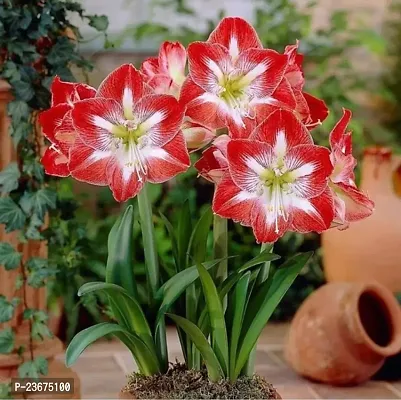 Lilium flower bulbs hybrid pack of 7