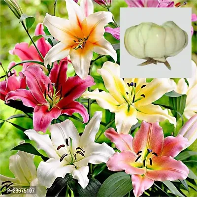 Oriental lilium flower bulbs pack of 7