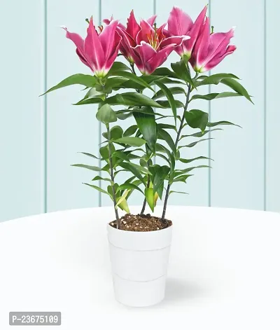 Lilium bulbs pack of 7