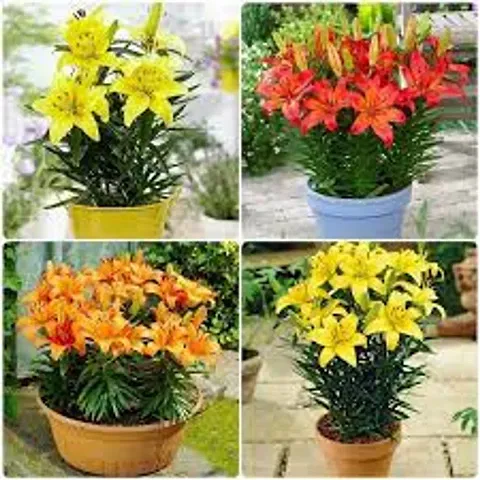 Hot Selling Plant & Planters 