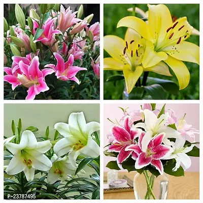 Asiatic lily flower bulbs mix colour pack of 2