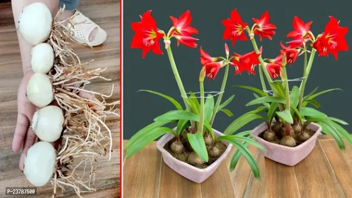 Asiatic lily flower bulbs bivanya pack of 2