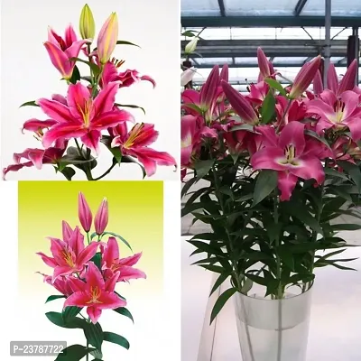 Asiatic lily flower bulbs pink pack of 3