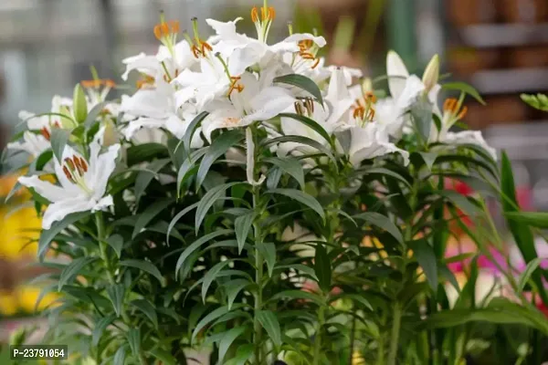 Lily bulbs for planting pack of 4