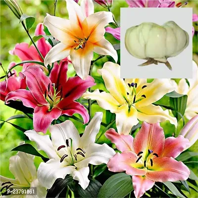 Calla lily flower bulbs pack of 4